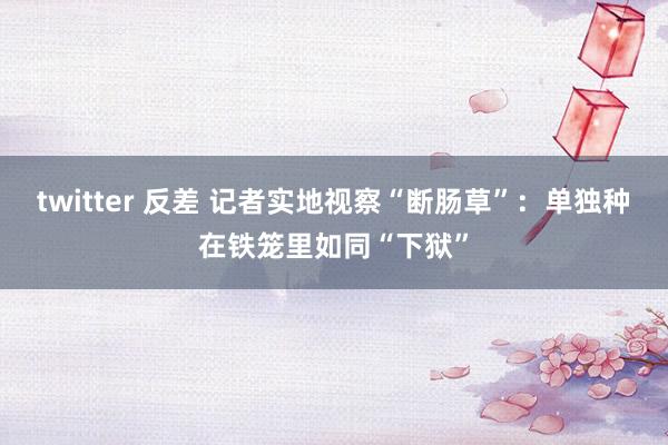 twitter 反差 记者实地视察“断肠草”：单独种在铁笼里如同“下狱”