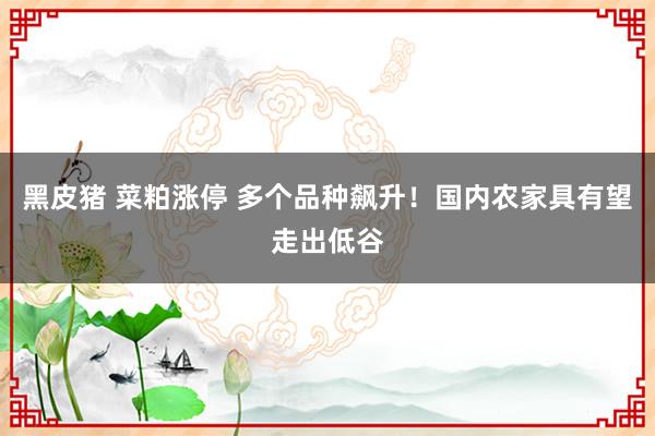 黑皮猪 菜粕涨停 多个品种飙升！国内农家具有望走出低谷